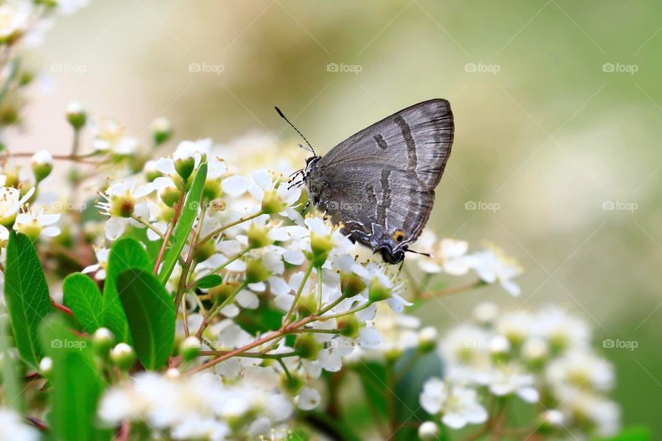 Beautiful and cute butterfly