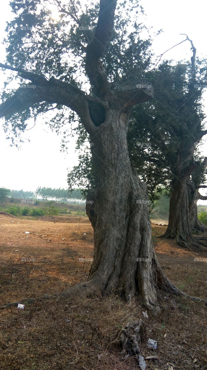 dry tree