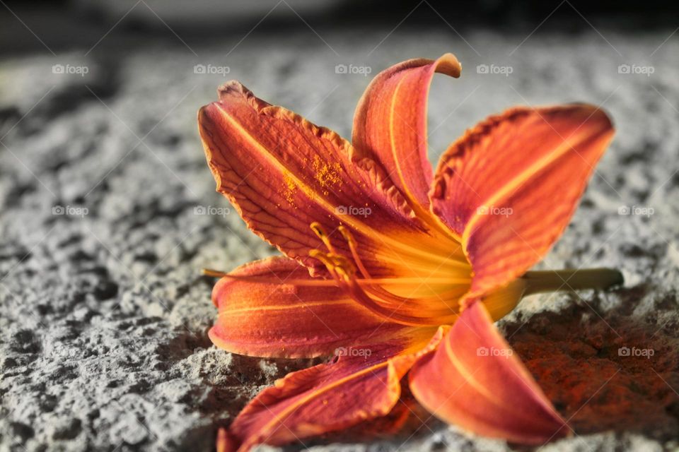 orange lily flower lies on gray concrete