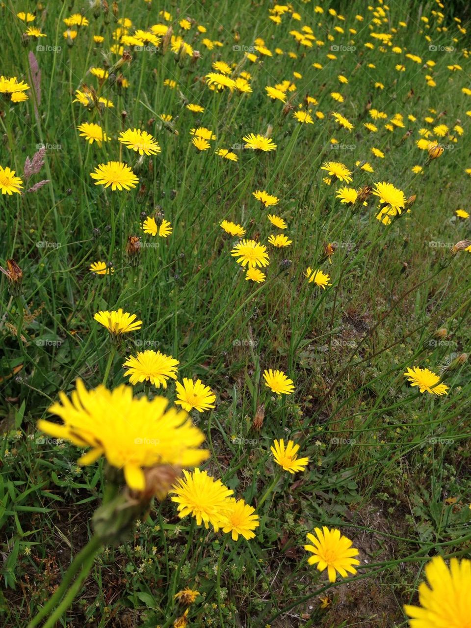 Field of Dandelions 