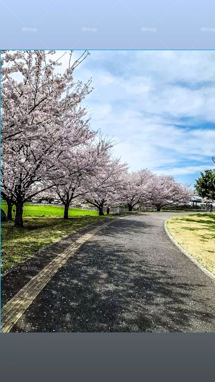 ROAD TO NATURE, I LOVE THIS PLACE I KNOW YOU LOVE IT TOO. WHEN I STAY HERE, I FEEL LIKE I BLOOM ALSO LIKE CHERRY BLOSSOM.