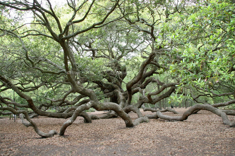 Old live oak tree