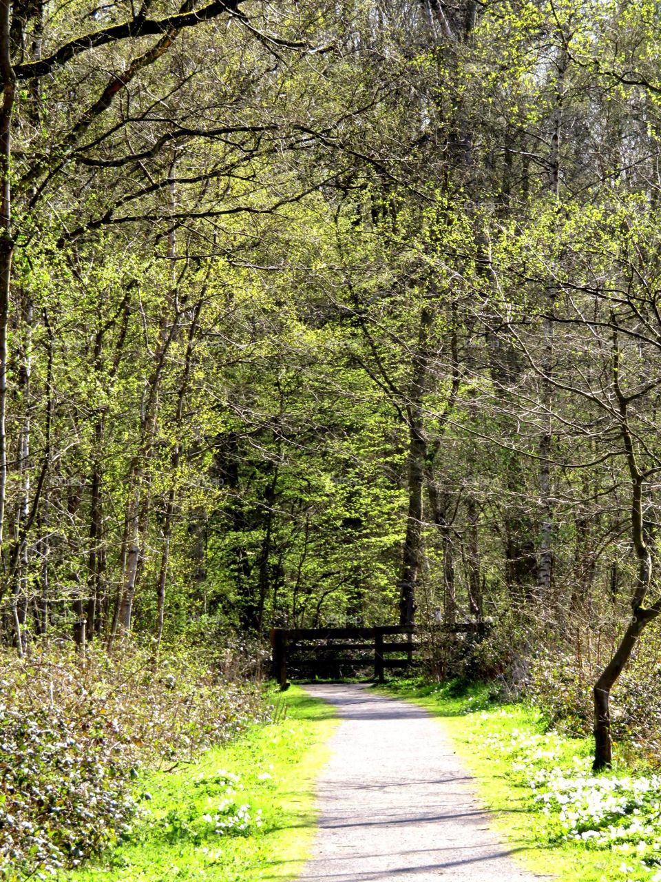 walking in the woods 