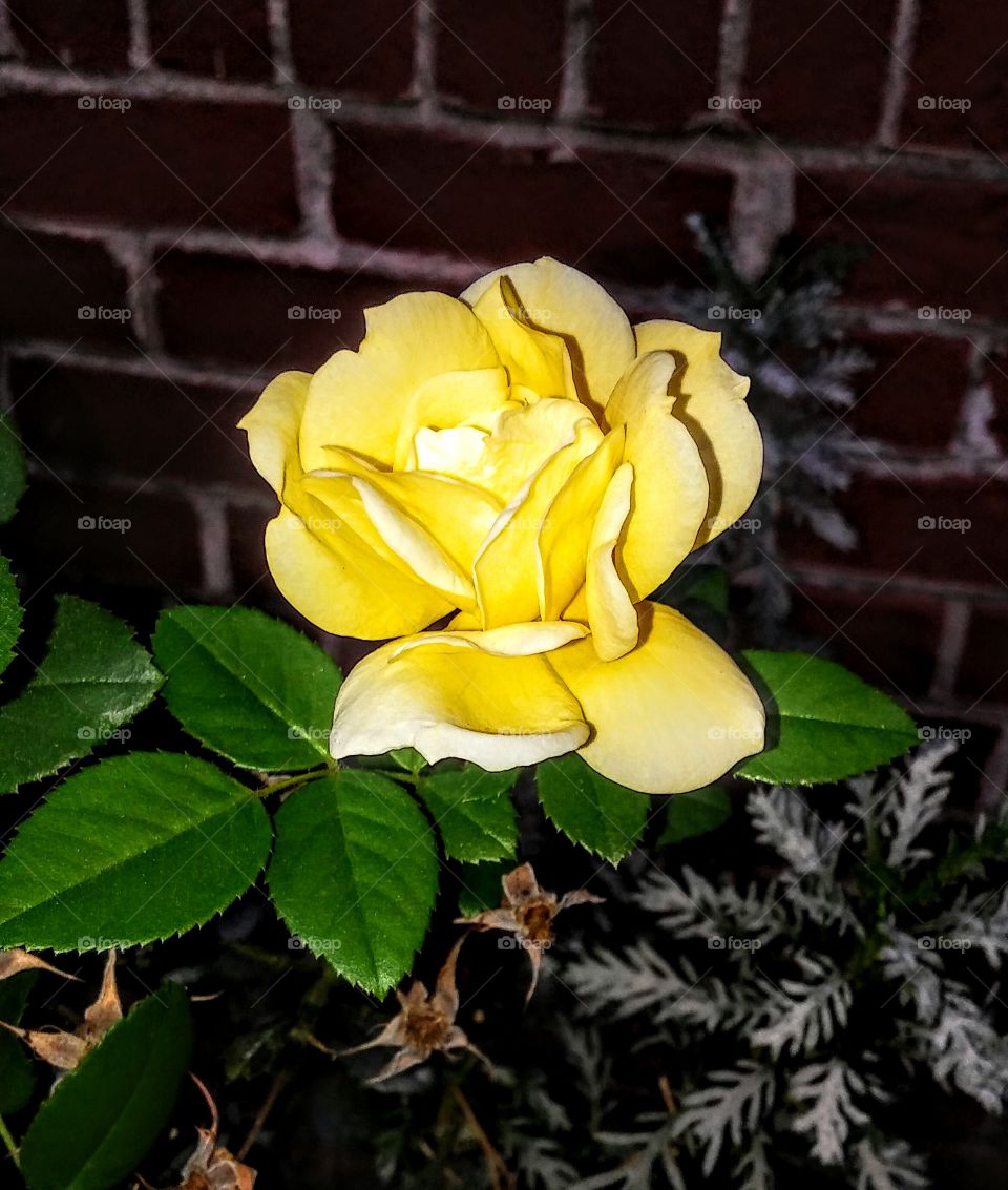 yellow rose