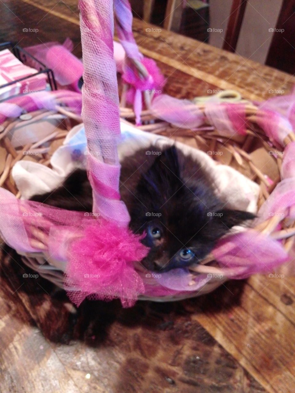 Kitty basket