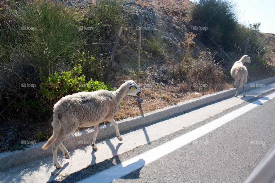 Sheep on the streets in Croatia