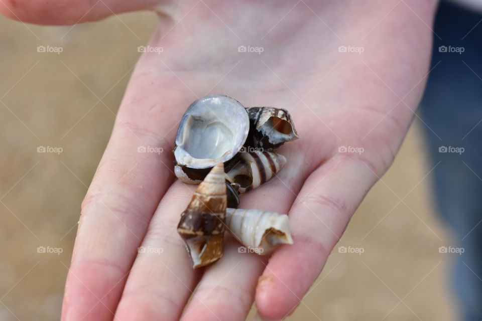 seashells