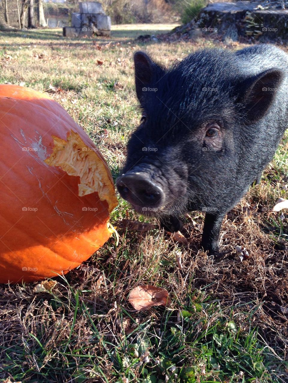 Piggy and a pumpkin 