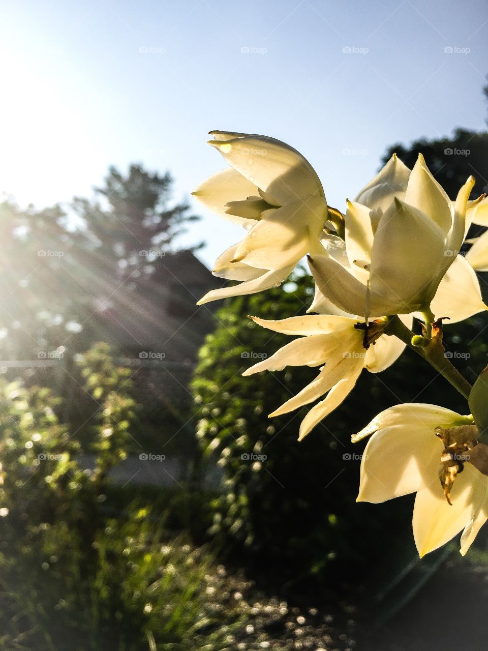 White few flowers growing off a vine in the sunlight