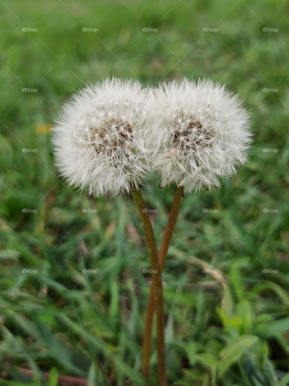 Dandelion. Two Dandelions