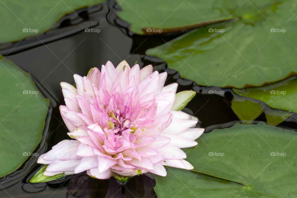 green flower water leaf by sonchai