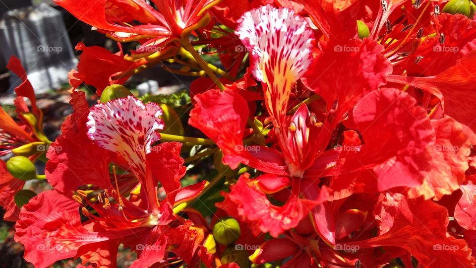 Poinciana Flowers. taken in Key West, Florida