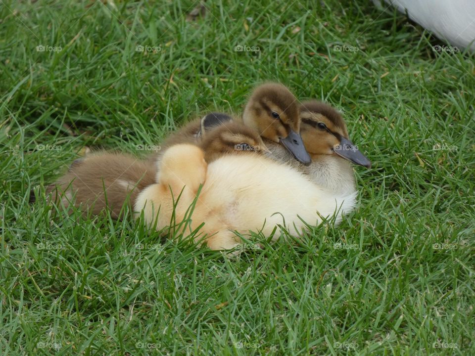 A family of ducklings 