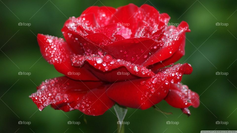 A beautiful red rose sprinkled with water drope
#red #rose #waterdroppings, #forYou, #love, #loversGift, #background,