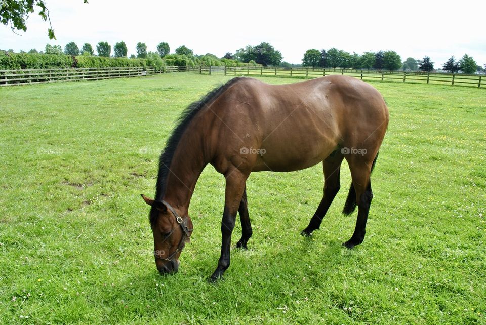 Horse grazing