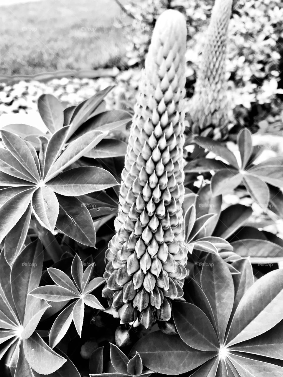 Gorgeous black and white photo of flowers from a very well kept garden captured on a beautiful afternoon! 