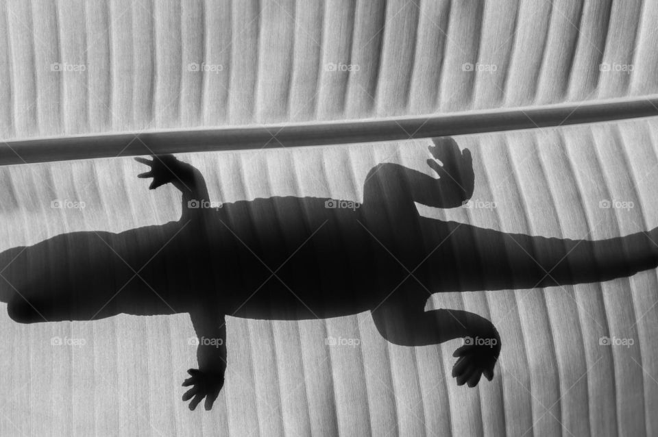 Lizard on banana leaf. Unique shadow.