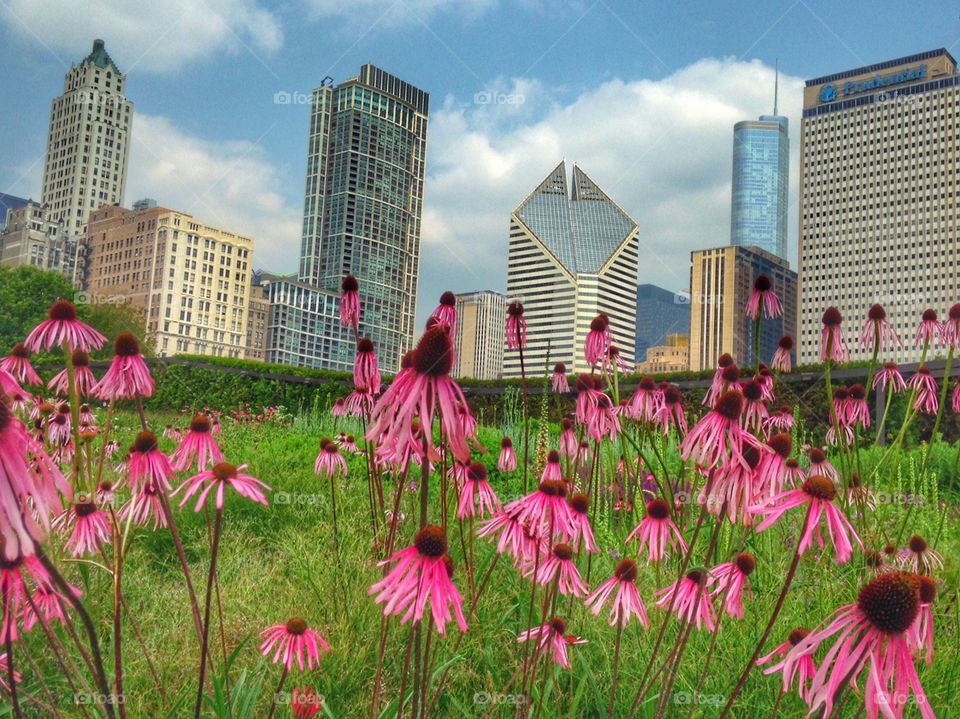 Chicago skyline. A beautiful day in the city