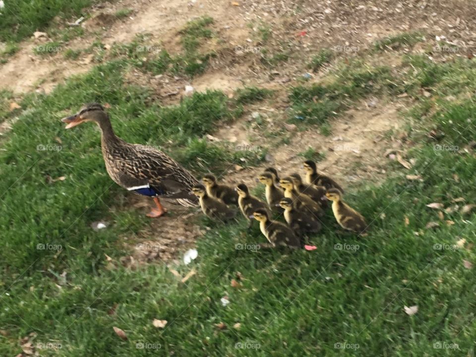 This is a picture of a momma Mallard duck and ten little ducklings following her.