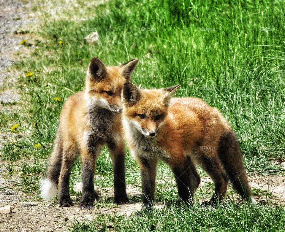 Young foxes Mont St-Bruno