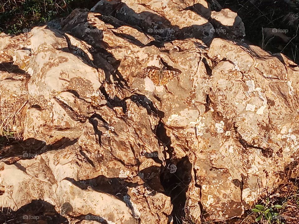 where's the batterfly