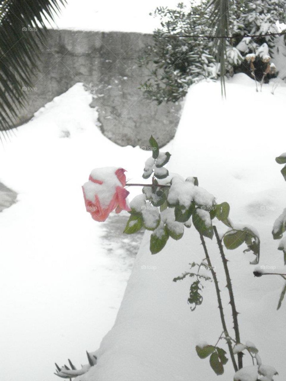 The Rose and the Snow