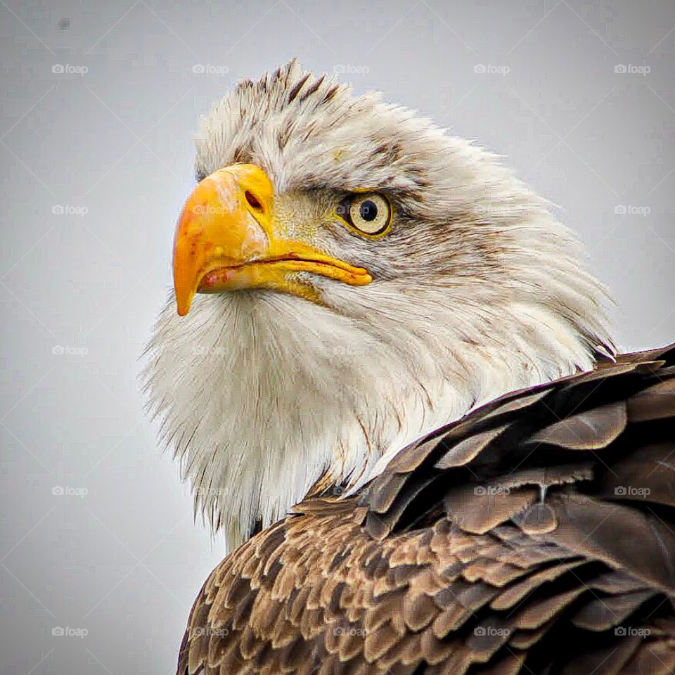 Keep your focus clear like a eagle’s eye 