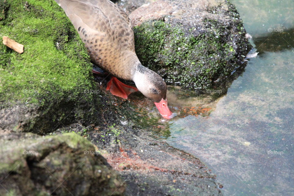 drinking duck