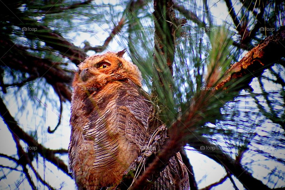 Great horned owl. Great horned owl in the golden hour.