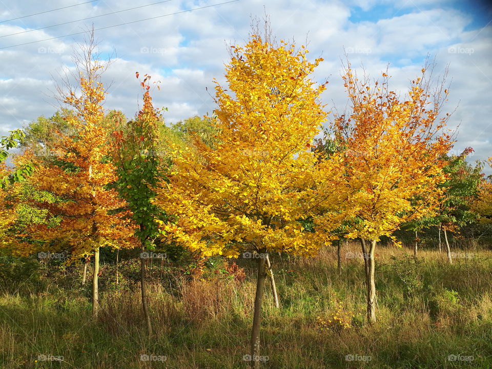 Fall, Tree, Leaf, Landscape, Nature