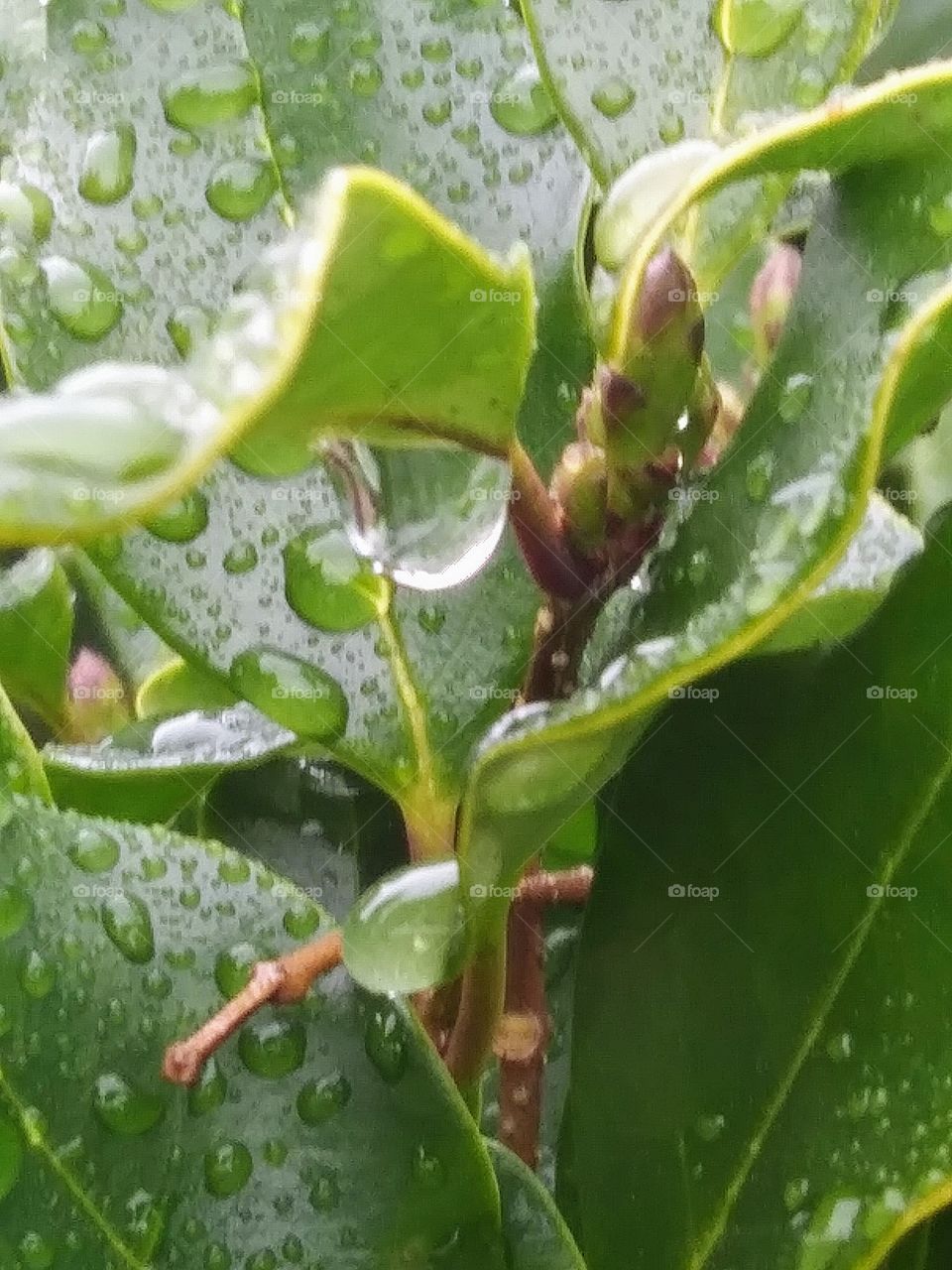 leaves covered in raindrops