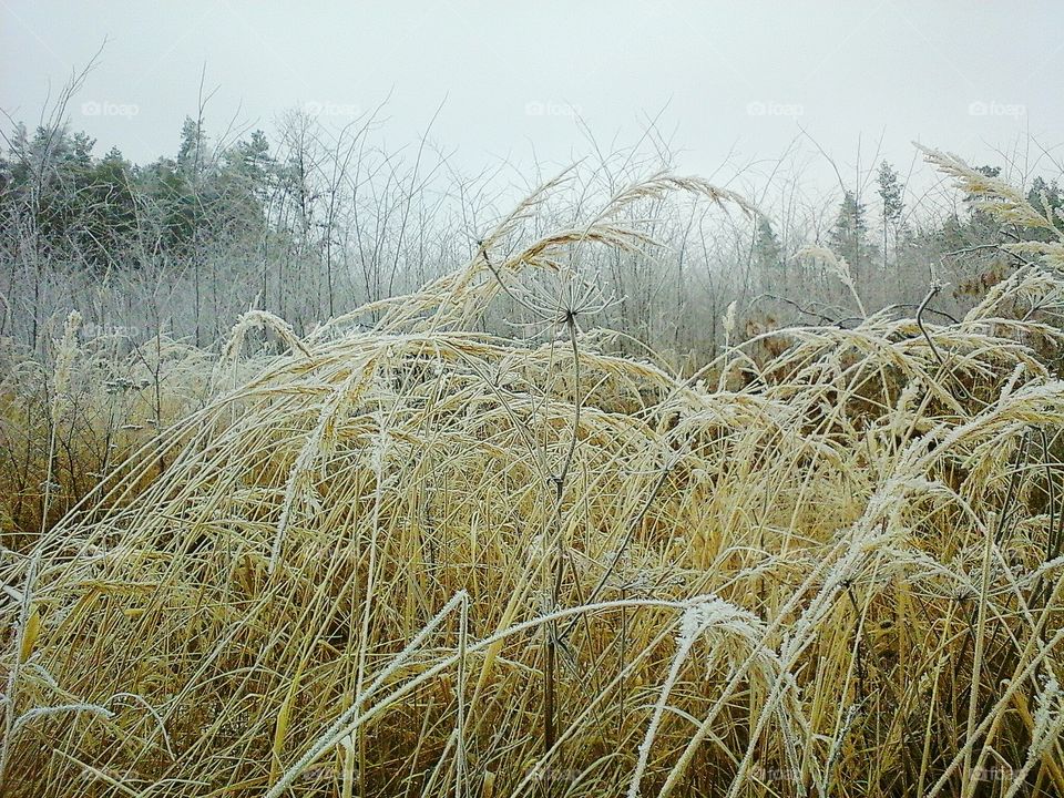 View of plant in forest