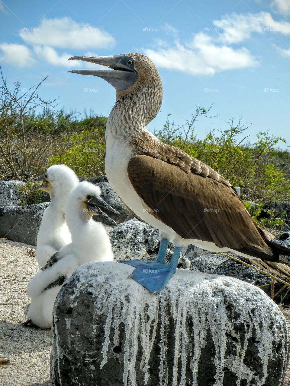 Blue-footed Bobby and chicks, Galapagos