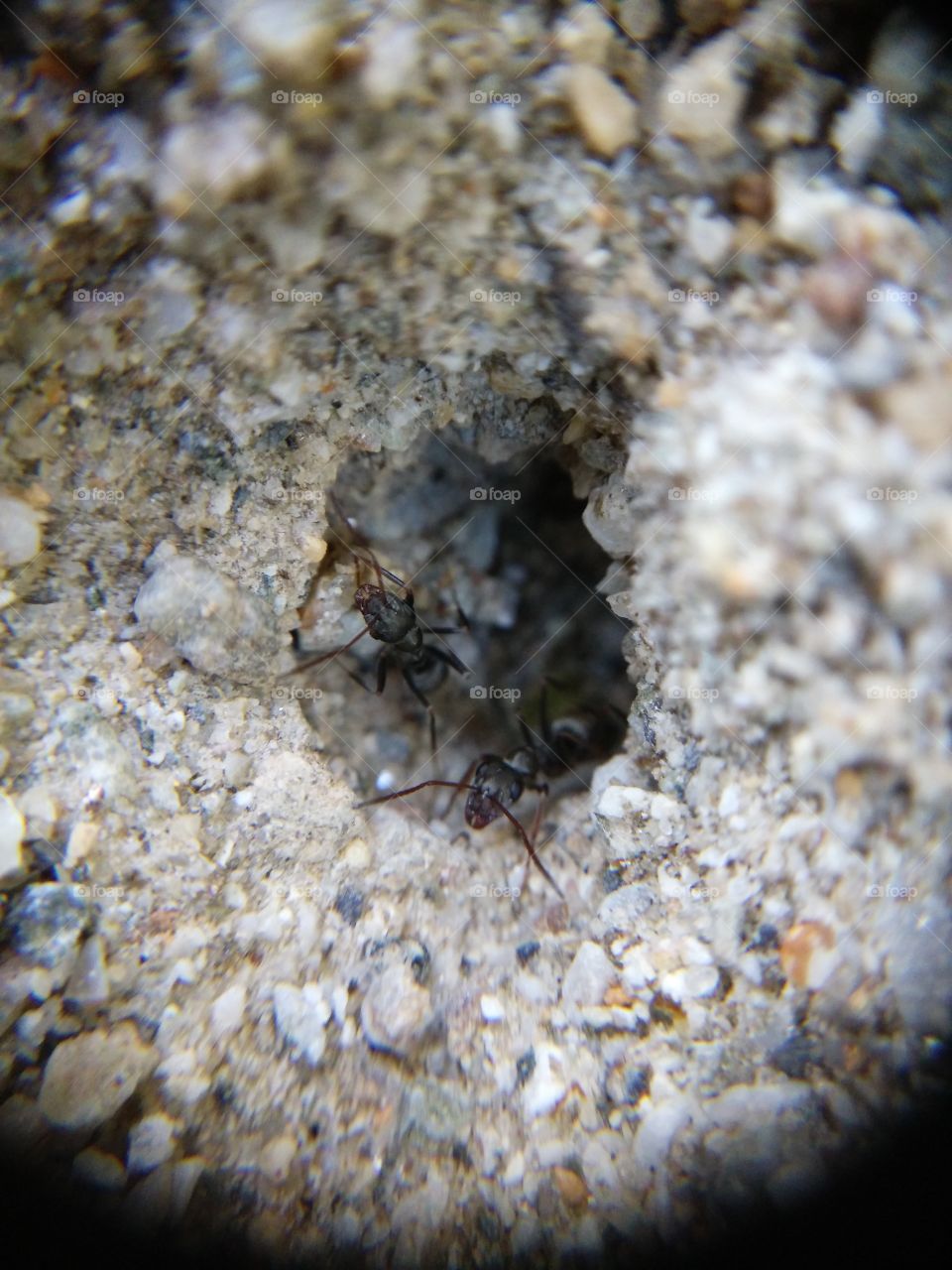 Picture taken with my smartphone and macro lens.