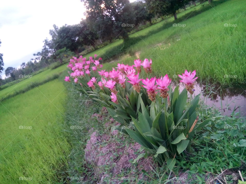 flowers on my life and I love the Thailand.