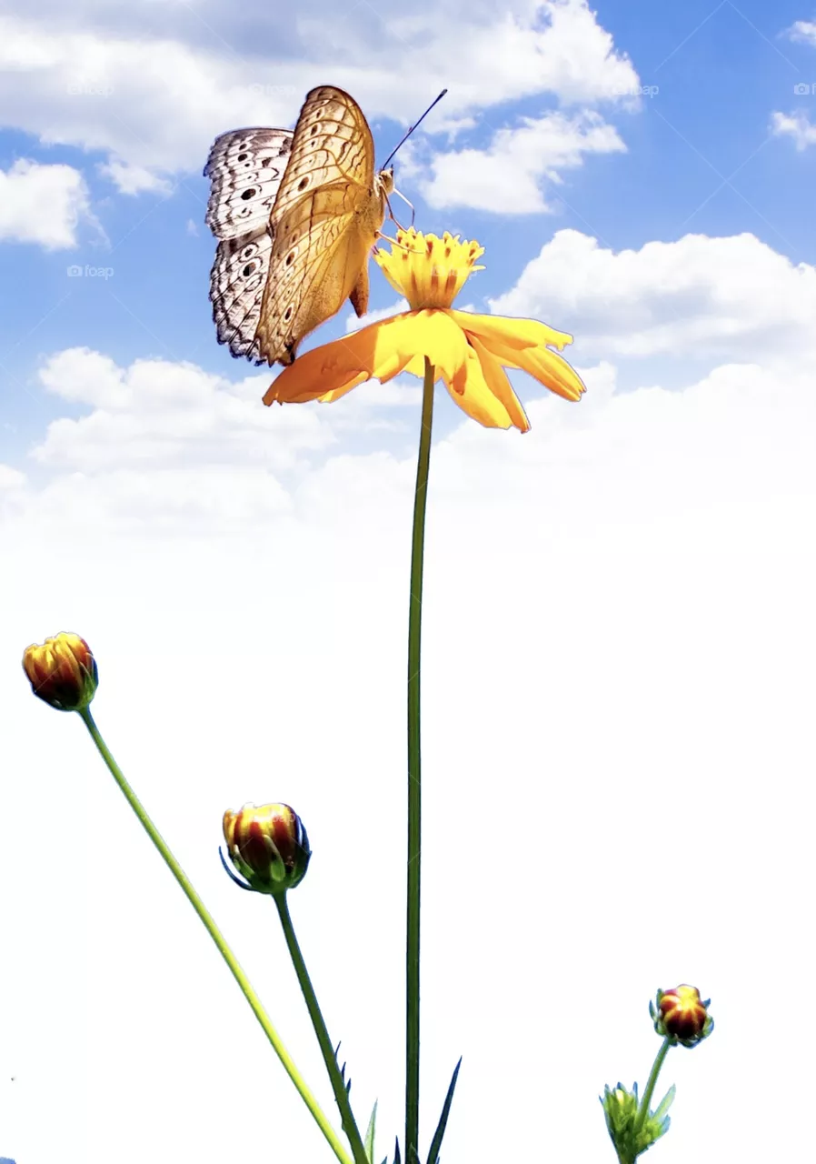 nature's beauty .