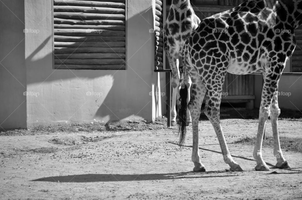 Giraffe’s shadow