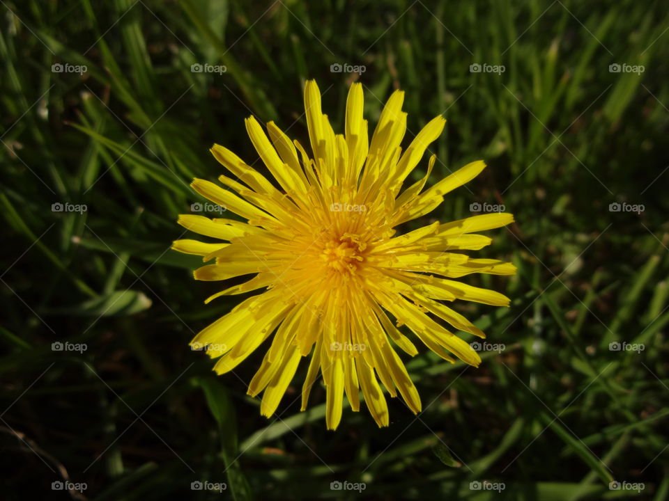 High angle view of flower