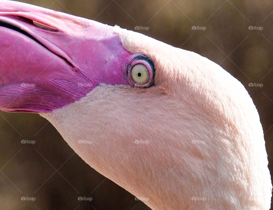 Close-up of flamingo head, beak and eye