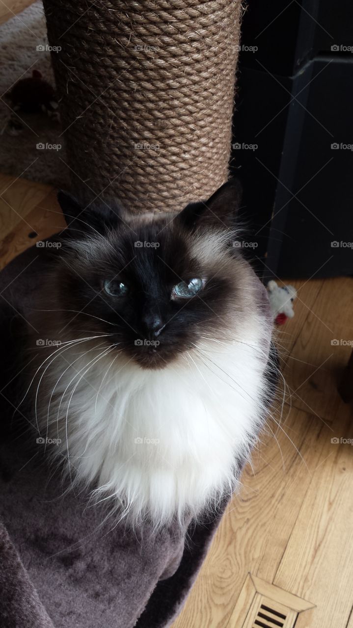 Pretty Kitty. beautifil siamese Himalayim