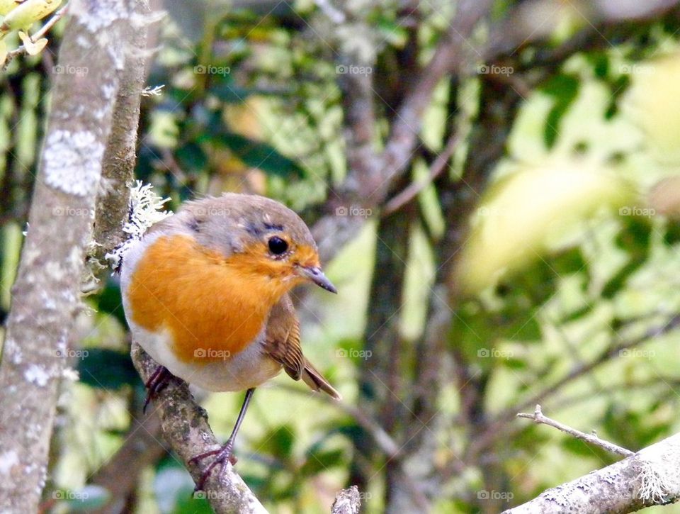 Robin on a branch