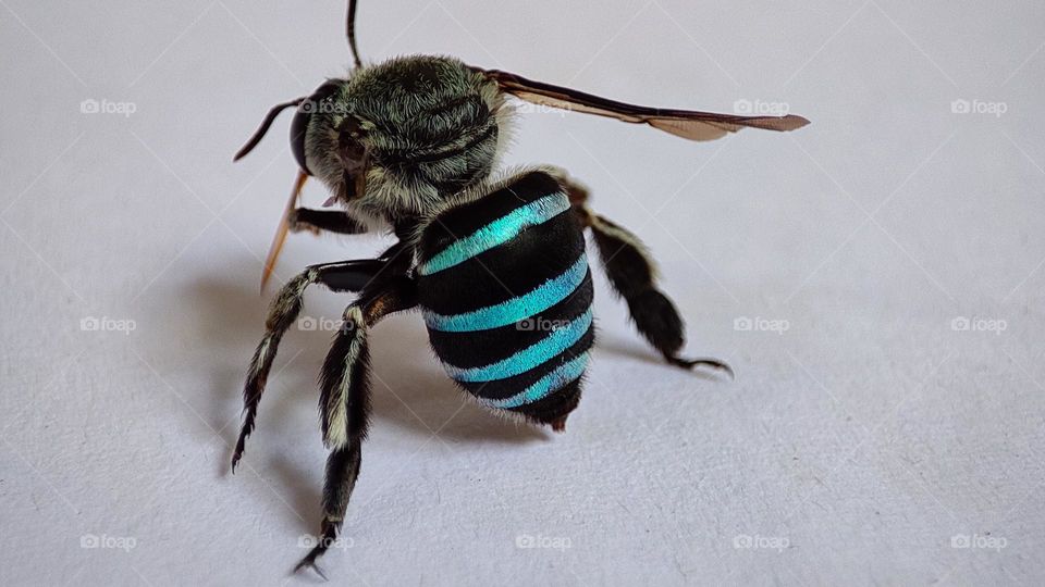 bee with blue stripes in his back