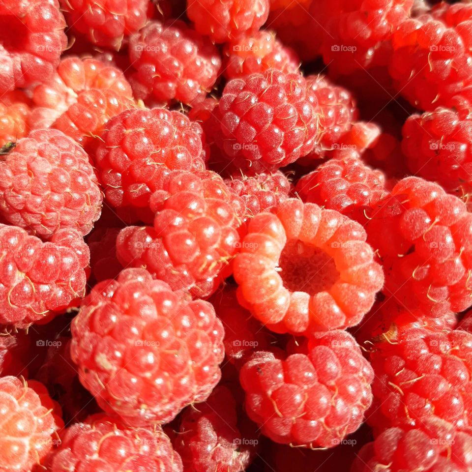 raspberry