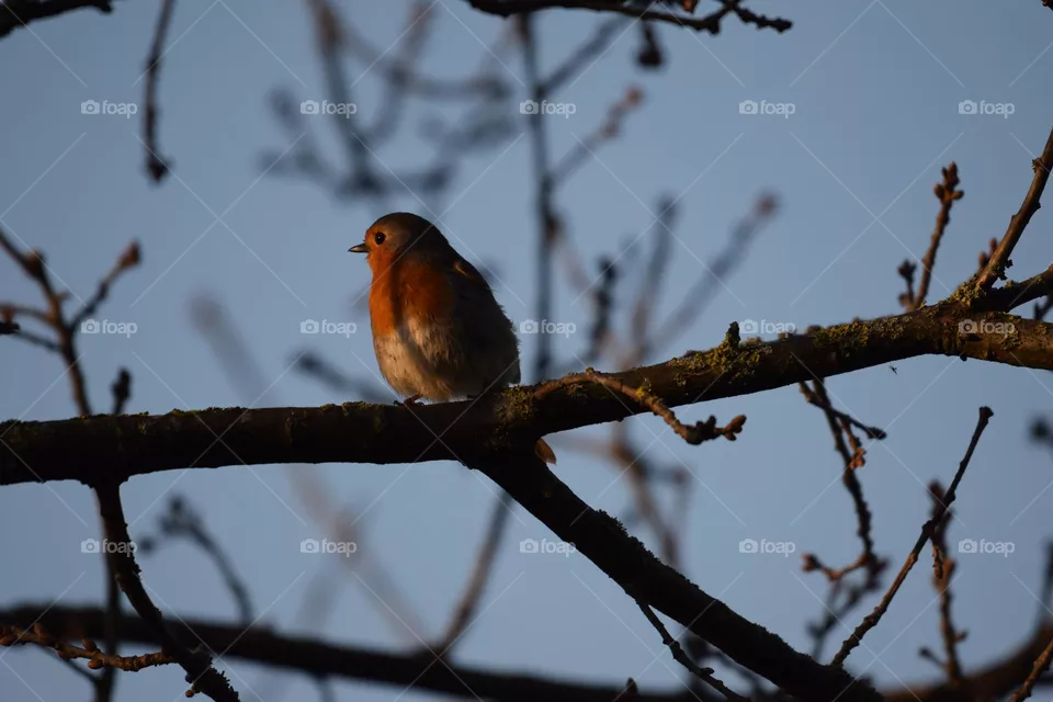 beautiful Robin