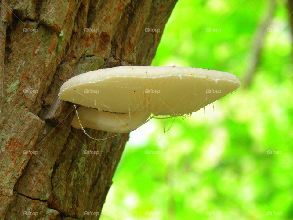 Hanging 'Shroom