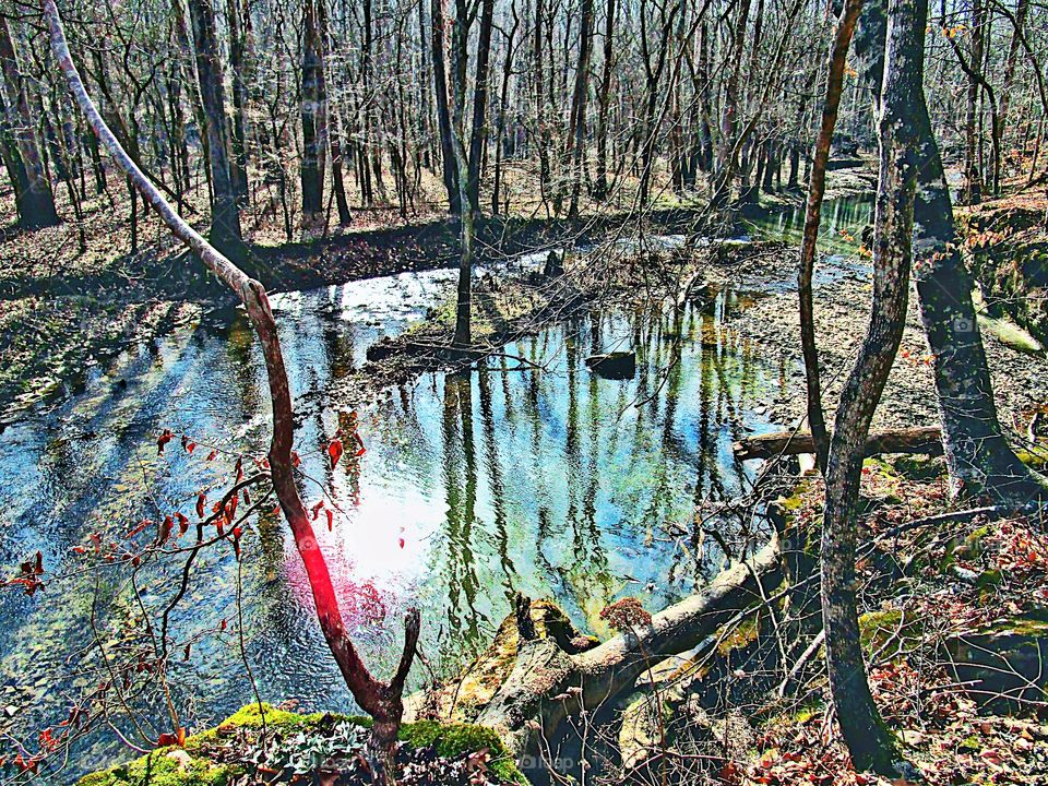 Tree, Wood, Nature, Leaf, Landscape