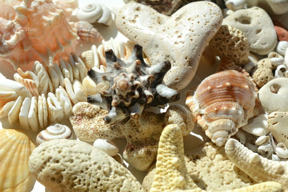 Marine, Seashell, Starfish, Sea, Invertebrate