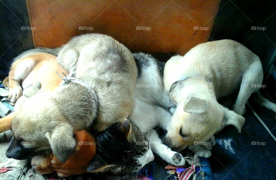 dogs and a cat sleeping
