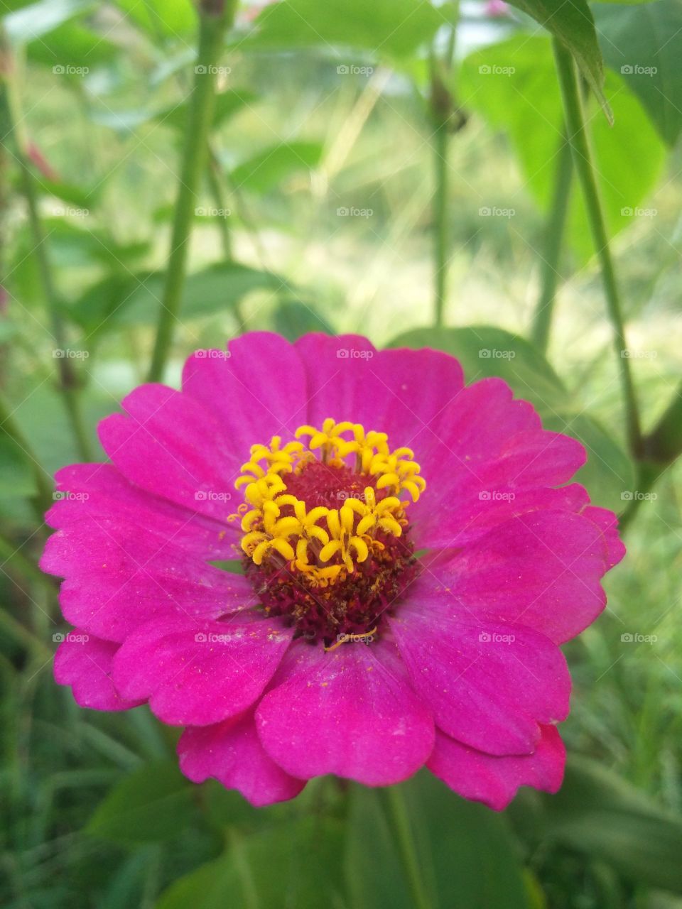 flower lover 🌺 true nature 
📸 Muneeb bhat