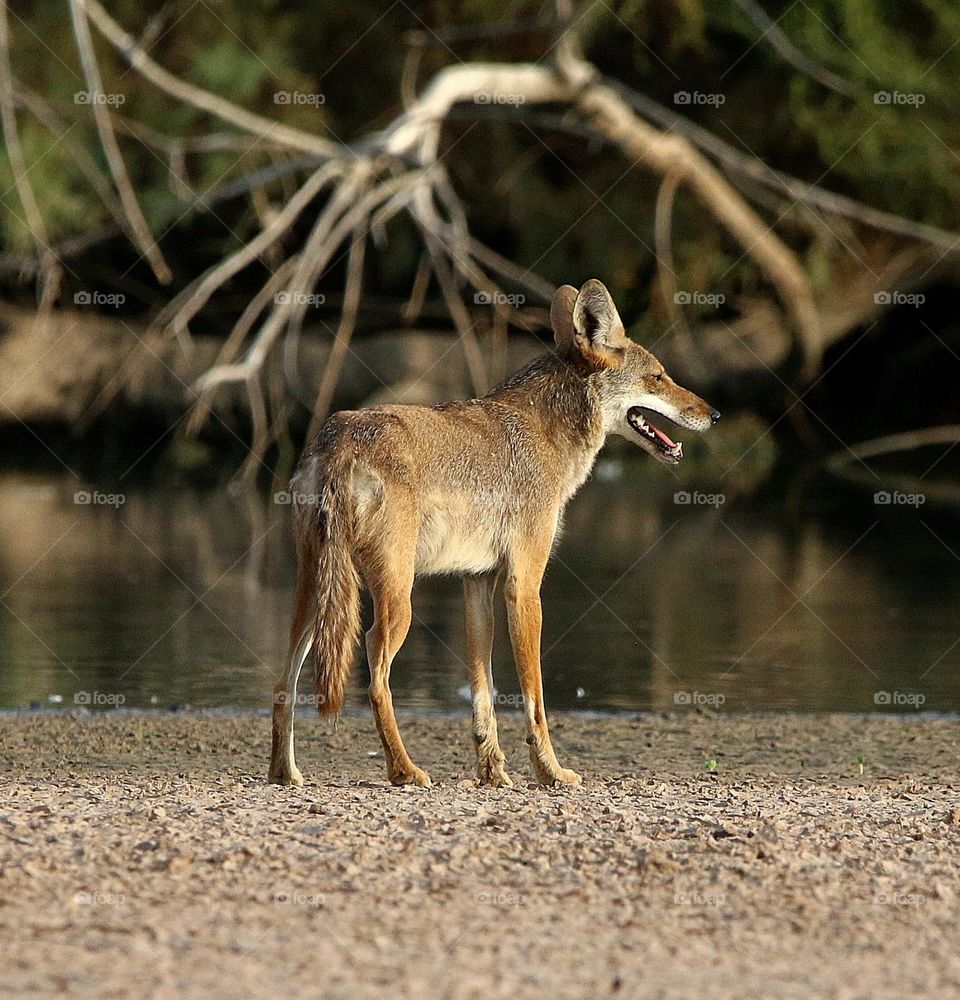 Coyote Waiting for Companion to Catch Up